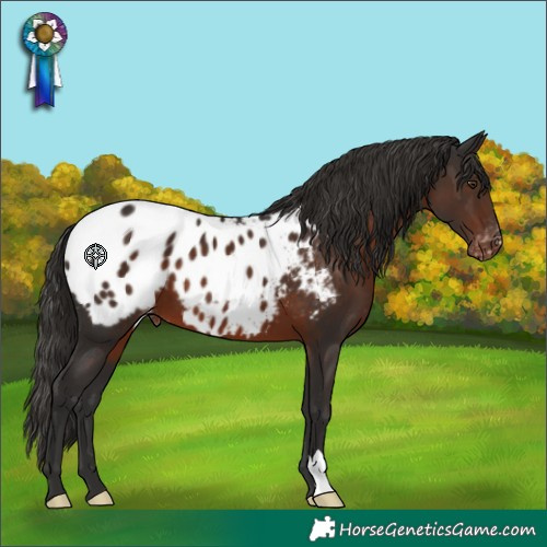Horse Color:Liver Chestnut Appaloosa