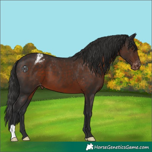 Horse Color:Liver Chestnut Appaloosa 