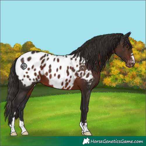 Horse Color:Liver Chestnut Appaloosa 