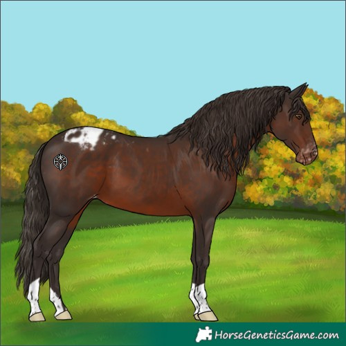 Horse Color:Liver Chestnut Appaloosa 