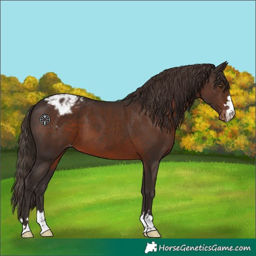Horse Color:Liver Chestnut Appaloosa