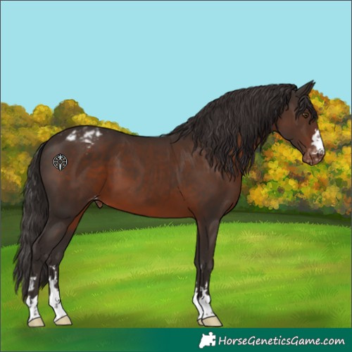 Horse Color:Liver Chestnut Appaloosa 