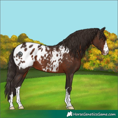 Horse Color:Liver Chestnut Appaloosa 