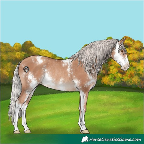 Horse Color:Silver Classic Champagne Sabino Appaloosa Rabicano 