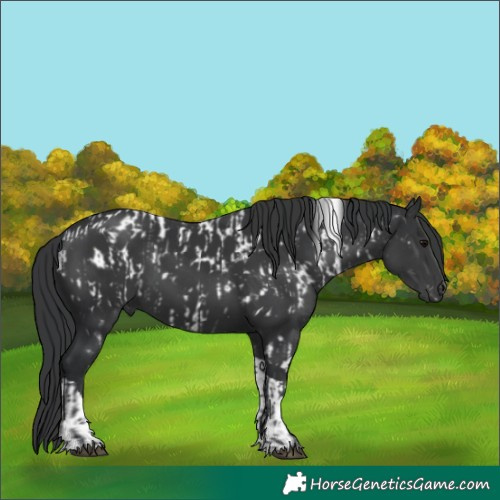 Horse Color:White Spotted Black Appaloosa and Black Tobiano