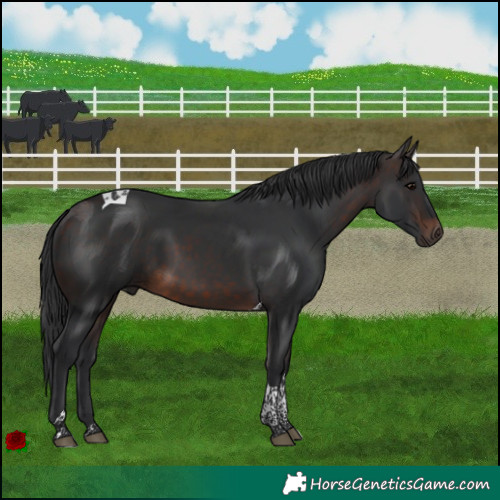 Horse Color:Brown Tobiano Rabicano 