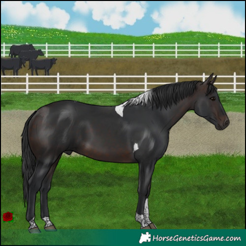 Horse Color:Brown Tobiano Rabicano