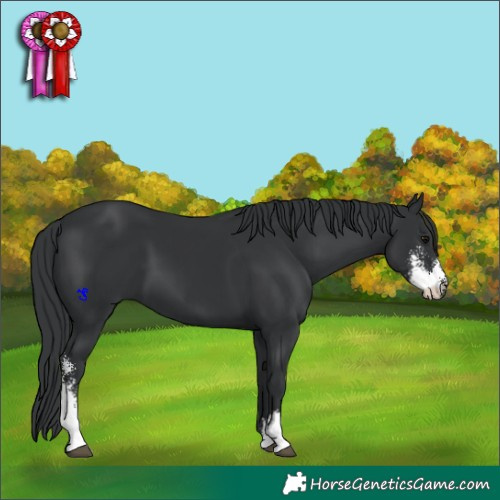 Horse Color:Black Sabino 