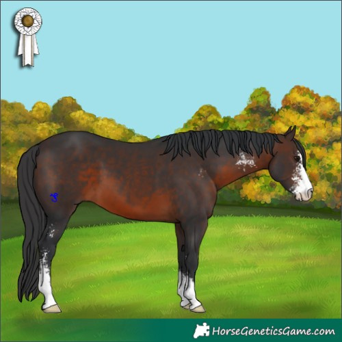 Horse Color:Brown Sabino 
