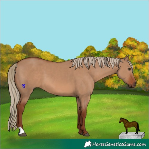 Horse Color:Red Dun