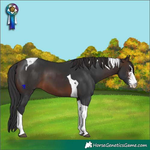 Horse Color:Brown Sabino Tobiano