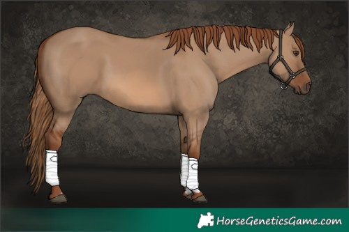 Horse Color:Red Dun Rabicano 
