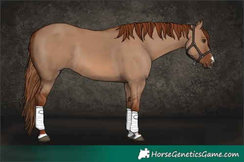 Horse Color:Red Dun Rabicano 