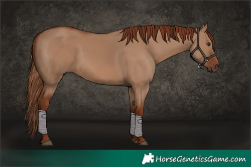 Horse Color:Red Dun Rabicano 