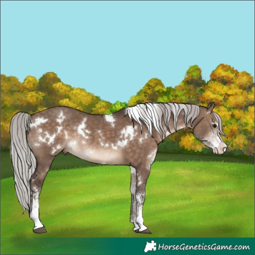 Horse Color:White Spotted Silver Brown Dun Sabino Rabicano