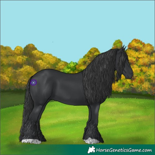 Horse Color:Black 