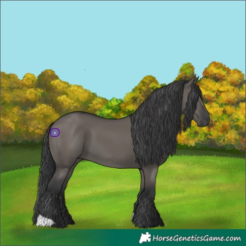 Horse Color:Grullo 