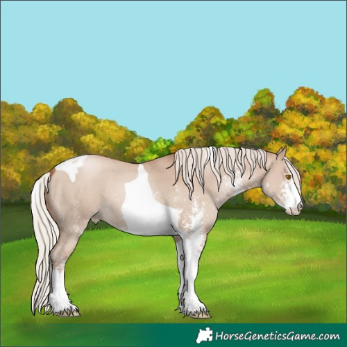 Horse Color:Silver Grullo Pearl Sabino Tobiano 
