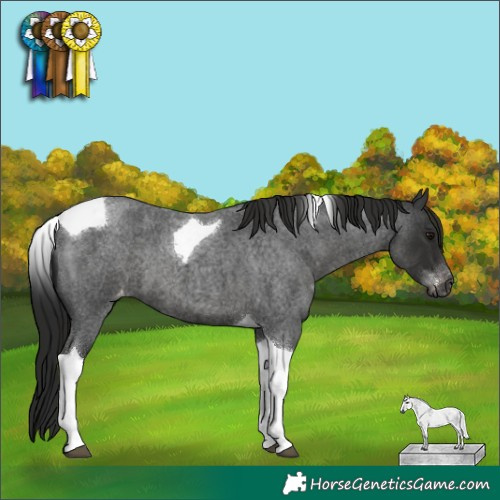 Horse Color:Gray Blue Roan Tobiano Appaloosa
