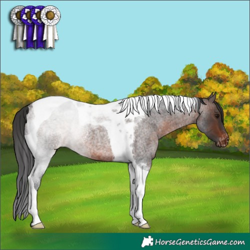 Horse Color:Brown Roan Tobiano Appaloosa Rabicano
