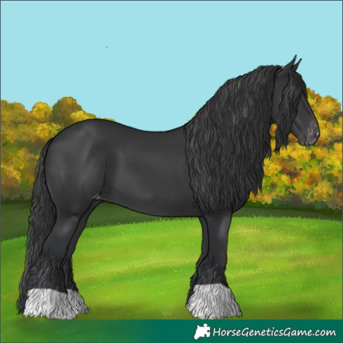 Horse Color:Platinum Black Appaloosa