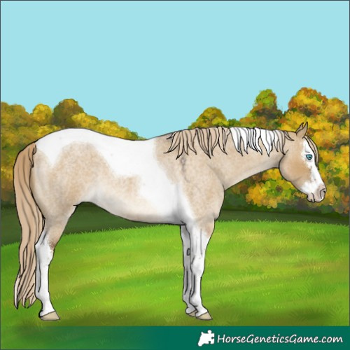 Horse Color:Chocolate Palomino Roan Dun Splash Tobiano 