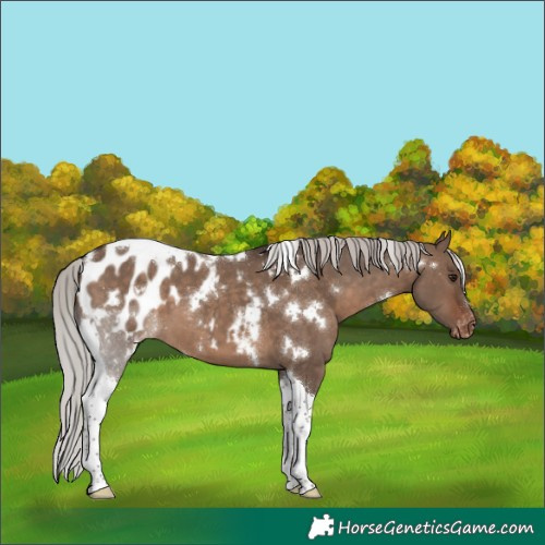 Horse Color:White Spotted Silver Brown Dun Tobiano Appaloosa 