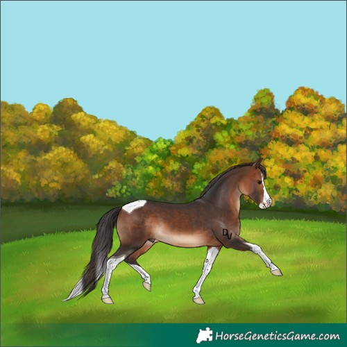 Horse Color:Brown Splash Tobiano