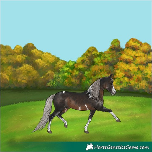 Horse Color:Gray White Spotted Silver Brown Tobiano