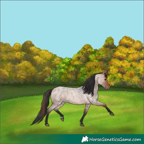 Horse Color:Bay Roan