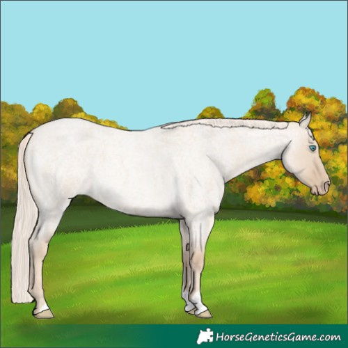 Horse Color:Cremello Roan Dun 