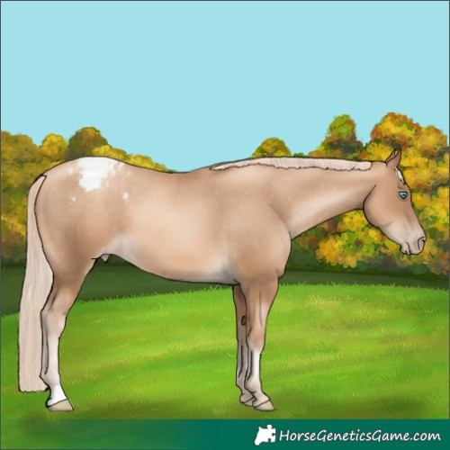 Horse Color:Gray Gold Cream Champagne Pearl Appaloosa 