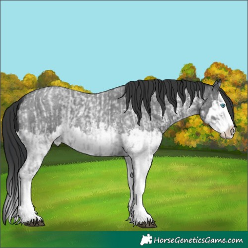 Horse Color:Blue Roan Sabino Splash and Blue Roan Sabino Splash