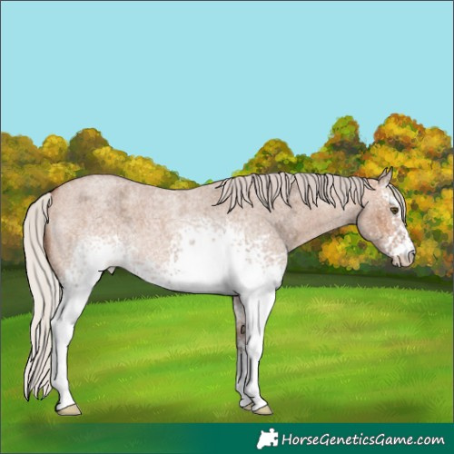 Horse Color:White Spotted Silver Bay Ice Roan Dun