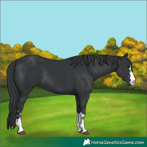 Horse Color:Black  and Black 