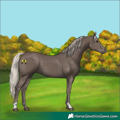 Horse Color:Silver Black