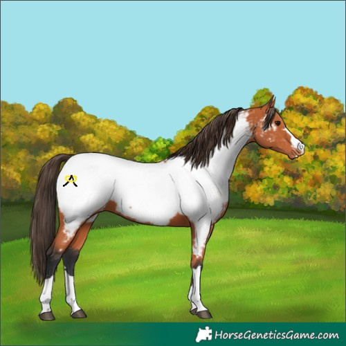 Horse Color:Bay Near Fewspot