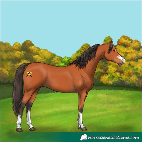 Horse Color:Bay 