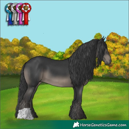 Horse Color:Black 