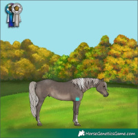 Horse Color:Silver Black Tobiano