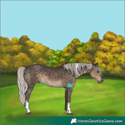 Horse Color:Silver Smoky Black Tobiano