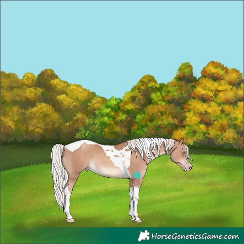 Horse Color:Silver Classic Champagne Tobiano 
