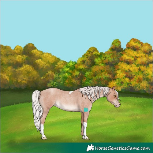 Horse Color:Silver Classic Champagne Roan Tobiano