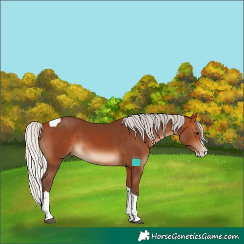 Horse Color:Silver Bay Splash Tobiano 