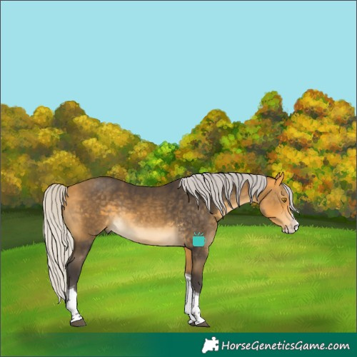 Horse Color:Silver Buckskin Splash Tobiano