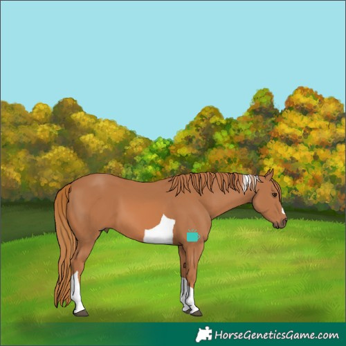 Horse Color:Chestnut Tobiano 