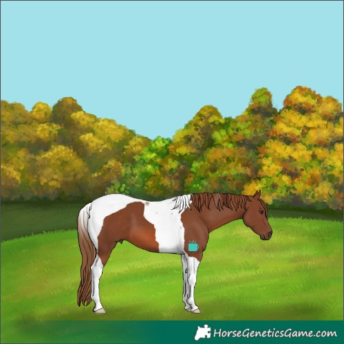 Horse Color:Chestnut Tobiano