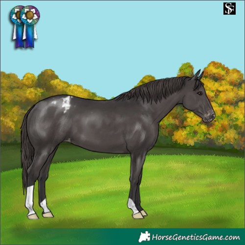 Horse Color:Smoky Black Appaloosa 