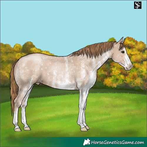 Horse Color:White Spotted Black Pearl Appaloosa
