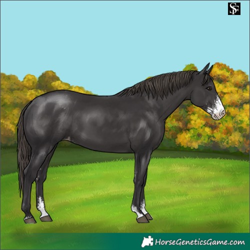 Horse Color:Smoky Black Sabino Appaloosa 